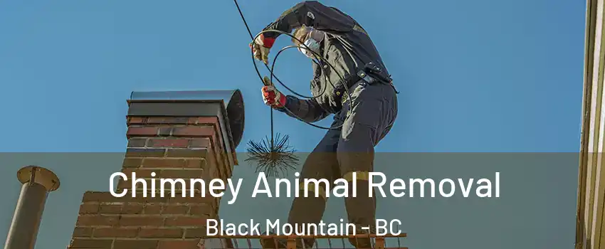 Chimney Animal Removal Black Mountain - BC