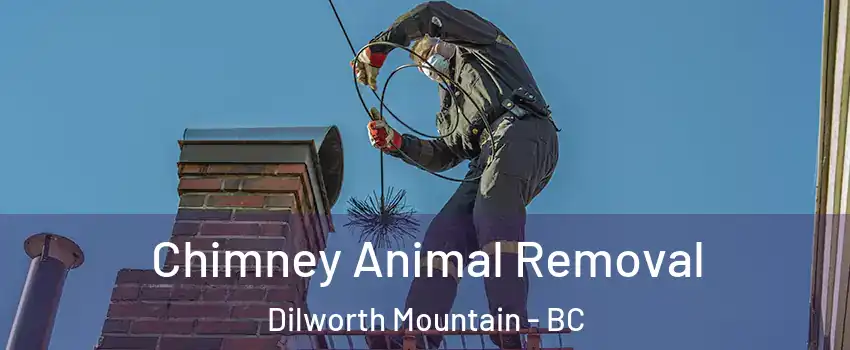 Chimney Animal Removal Dilworth Mountain - BC