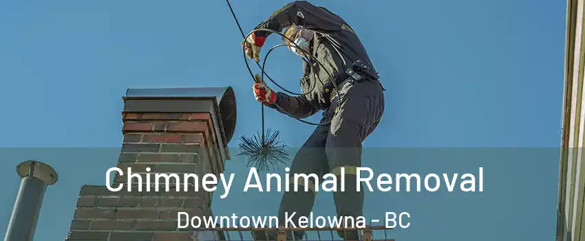 Chimney Animal Removal Downtown Kelowna - BC