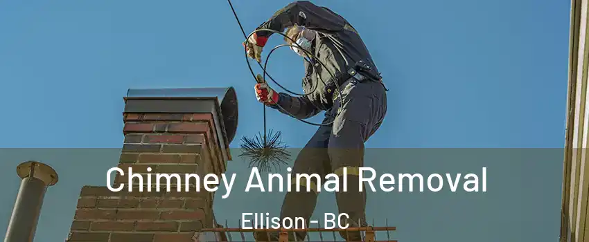 Chimney Animal Removal Ellison - BC