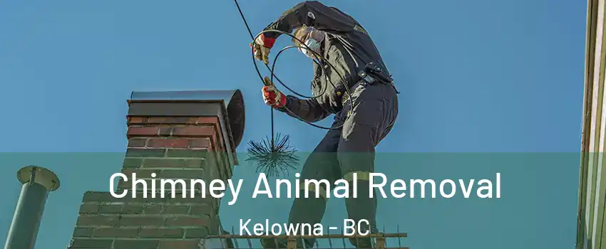 Chimney Animal Removal Kelowna - BC