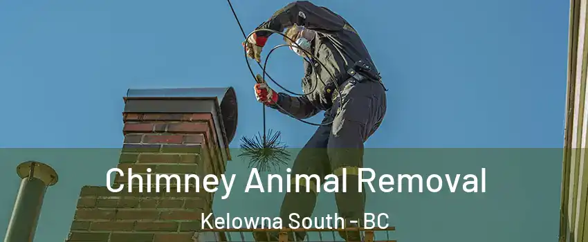 Chimney Animal Removal Kelowna South - BC
