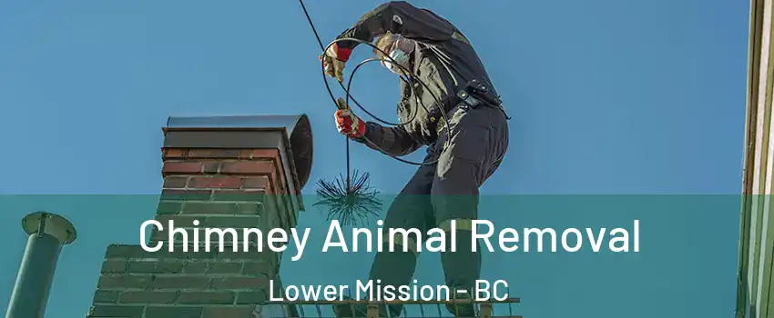 Chimney Animal Removal Lower Mission - BC