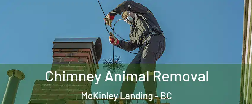 Chimney Animal Removal McKinley Landing - BC