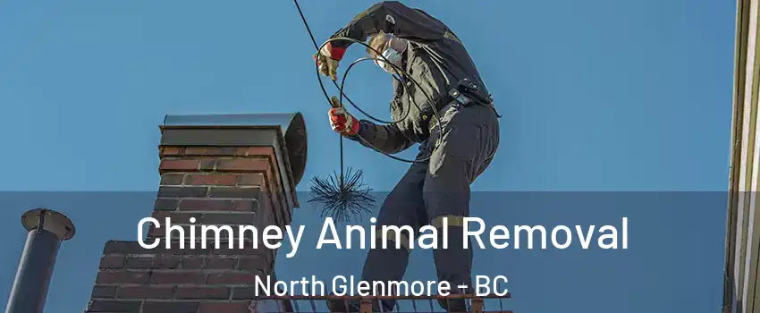 Chimney Animal Removal North Glenmore - BC