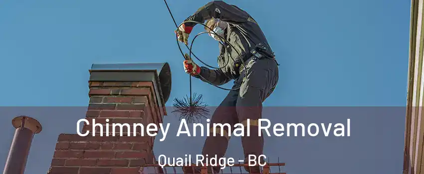 Chimney Animal Removal Quail Ridge - BC