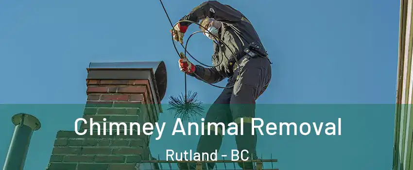 Chimney Animal Removal Rutland - BC