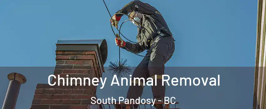 Chimney Animal Removal South Pandosy - BC