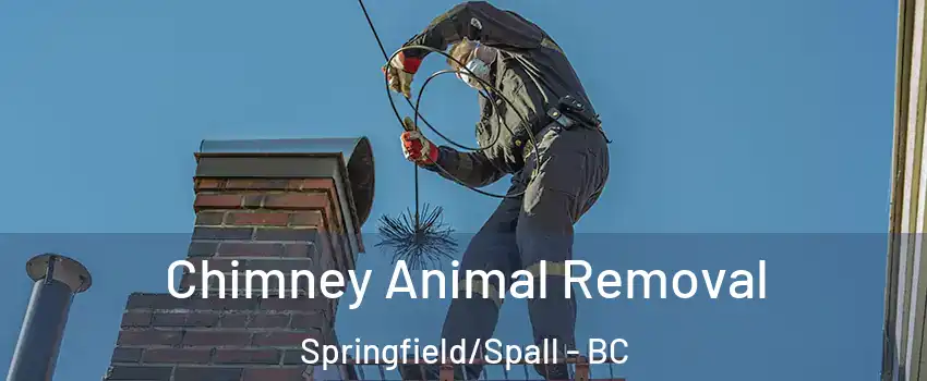 Chimney Animal Removal Springfield/Spall - BC