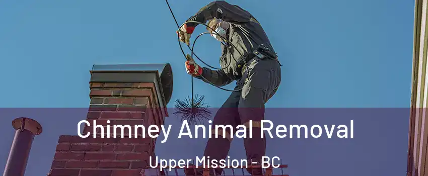 Chimney Animal Removal Upper Mission - BC