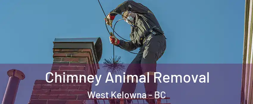Chimney Animal Removal West Kelowna - BC